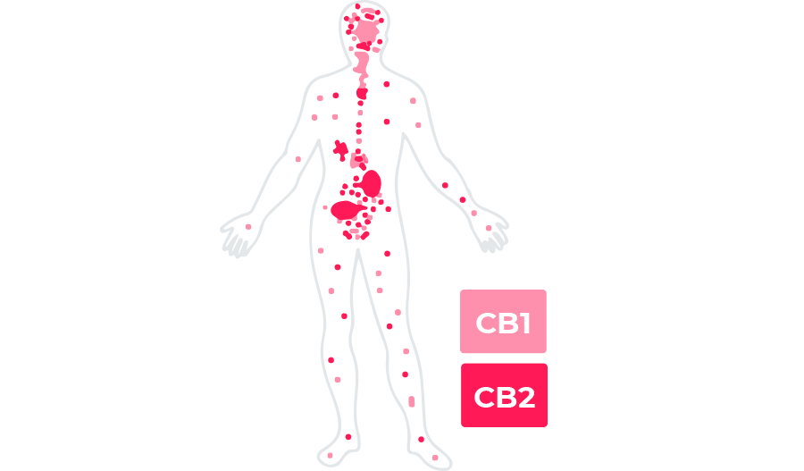 CB1 and CB2 receptors on the human body