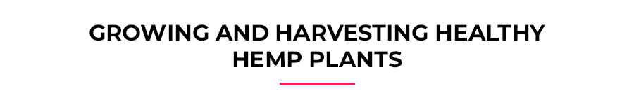 Growing and harvesting healthy hemp plants